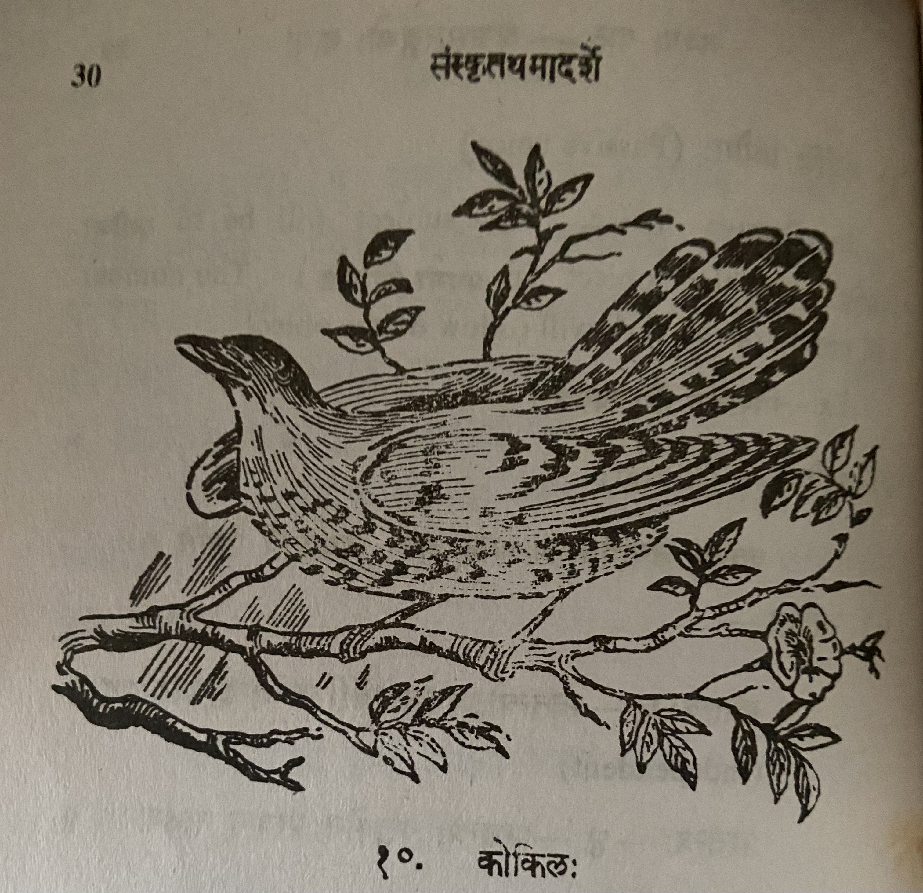 Bird picture