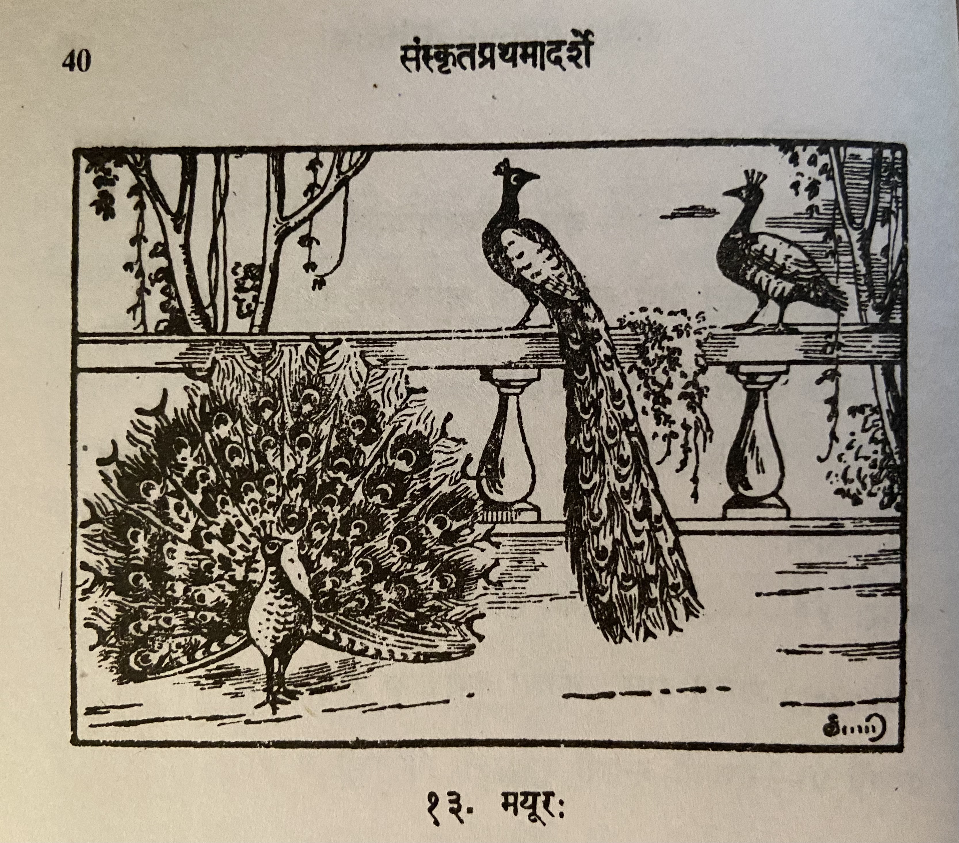 Peacock picture