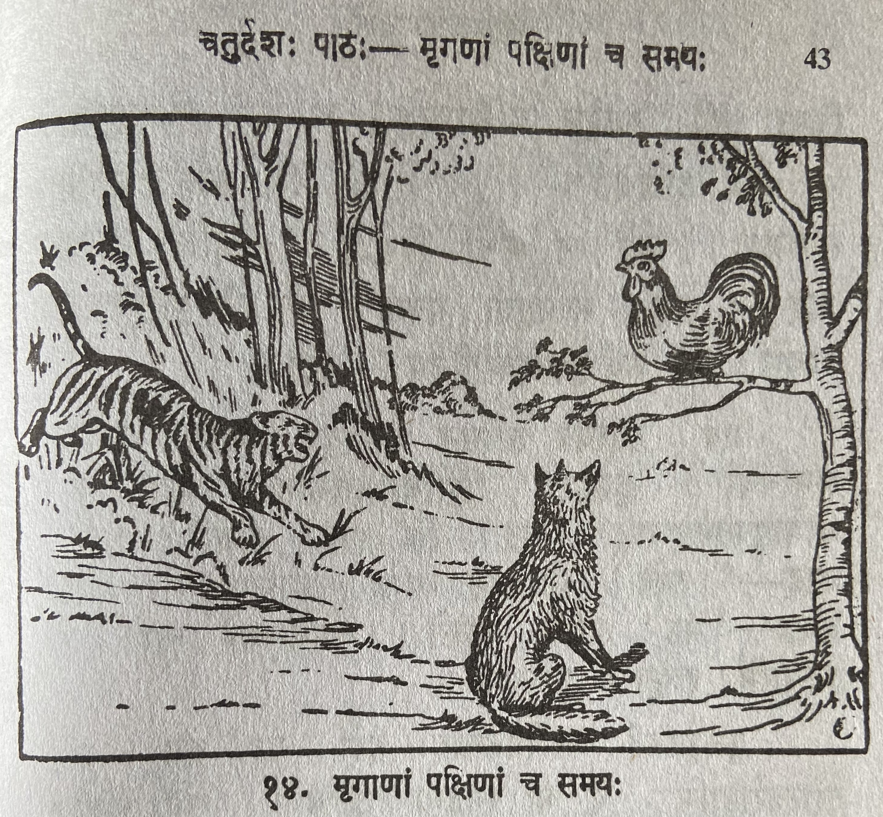 picture of tiger jackal and rooster
