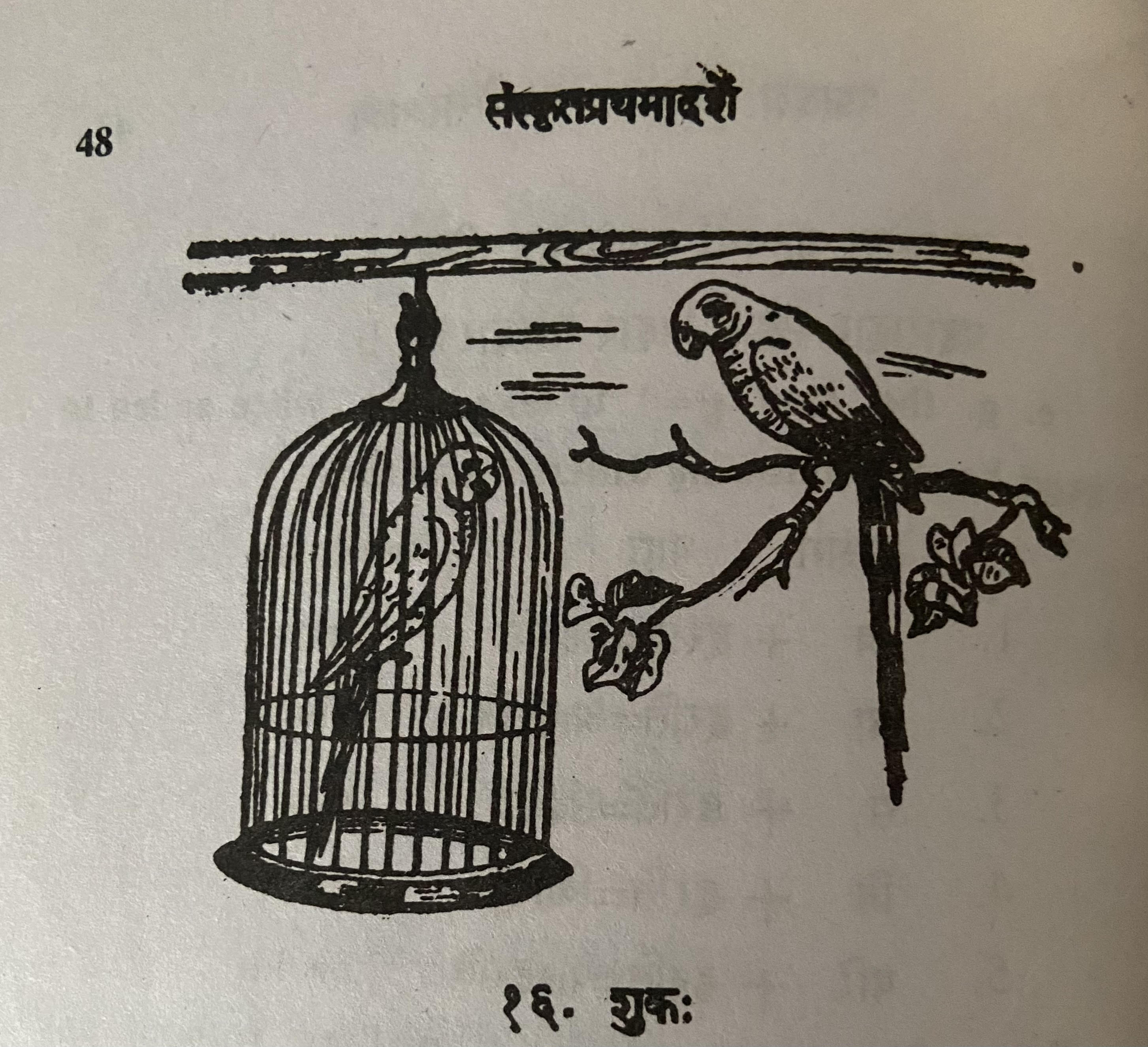 Bird picture