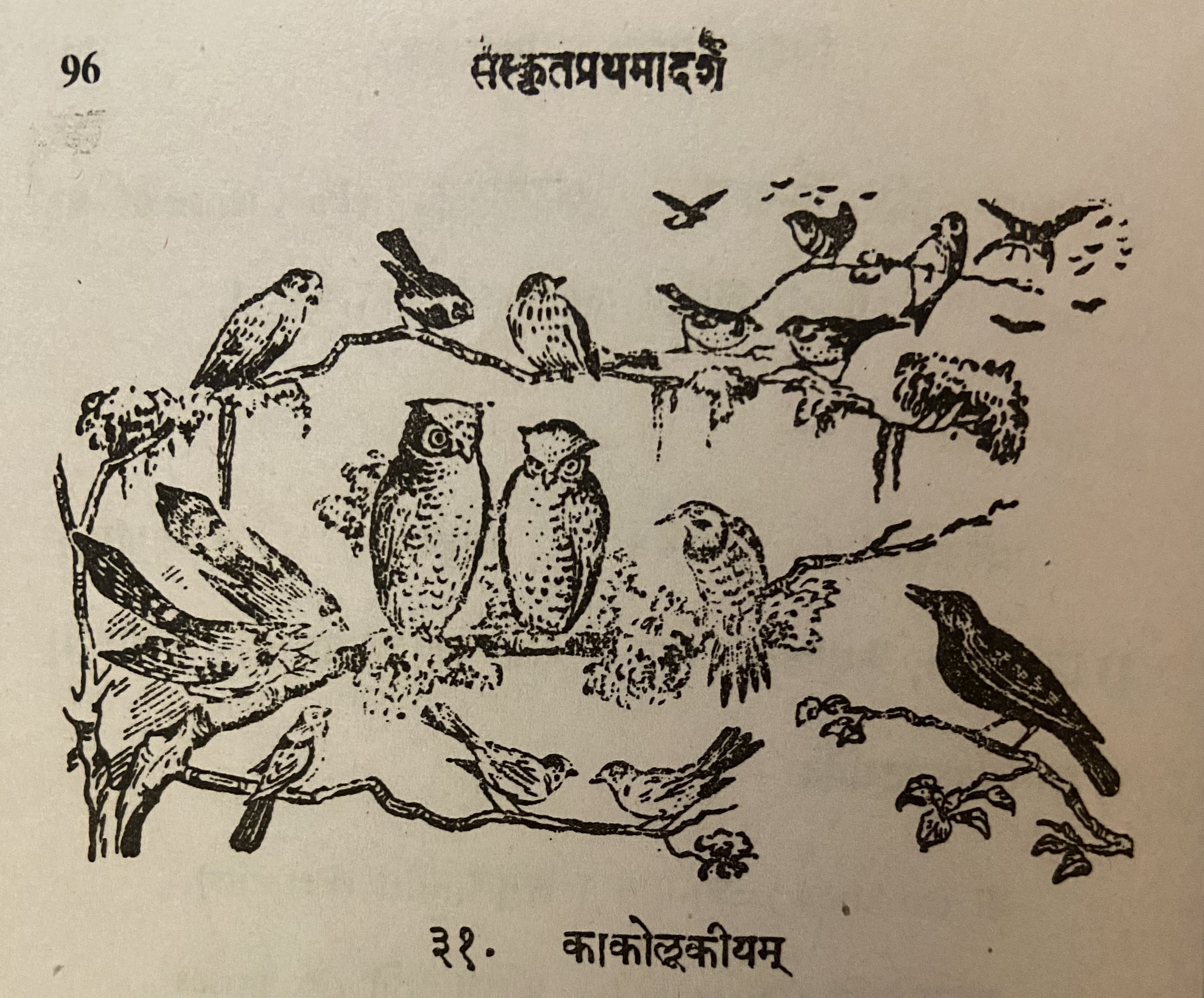 picture of several birds.