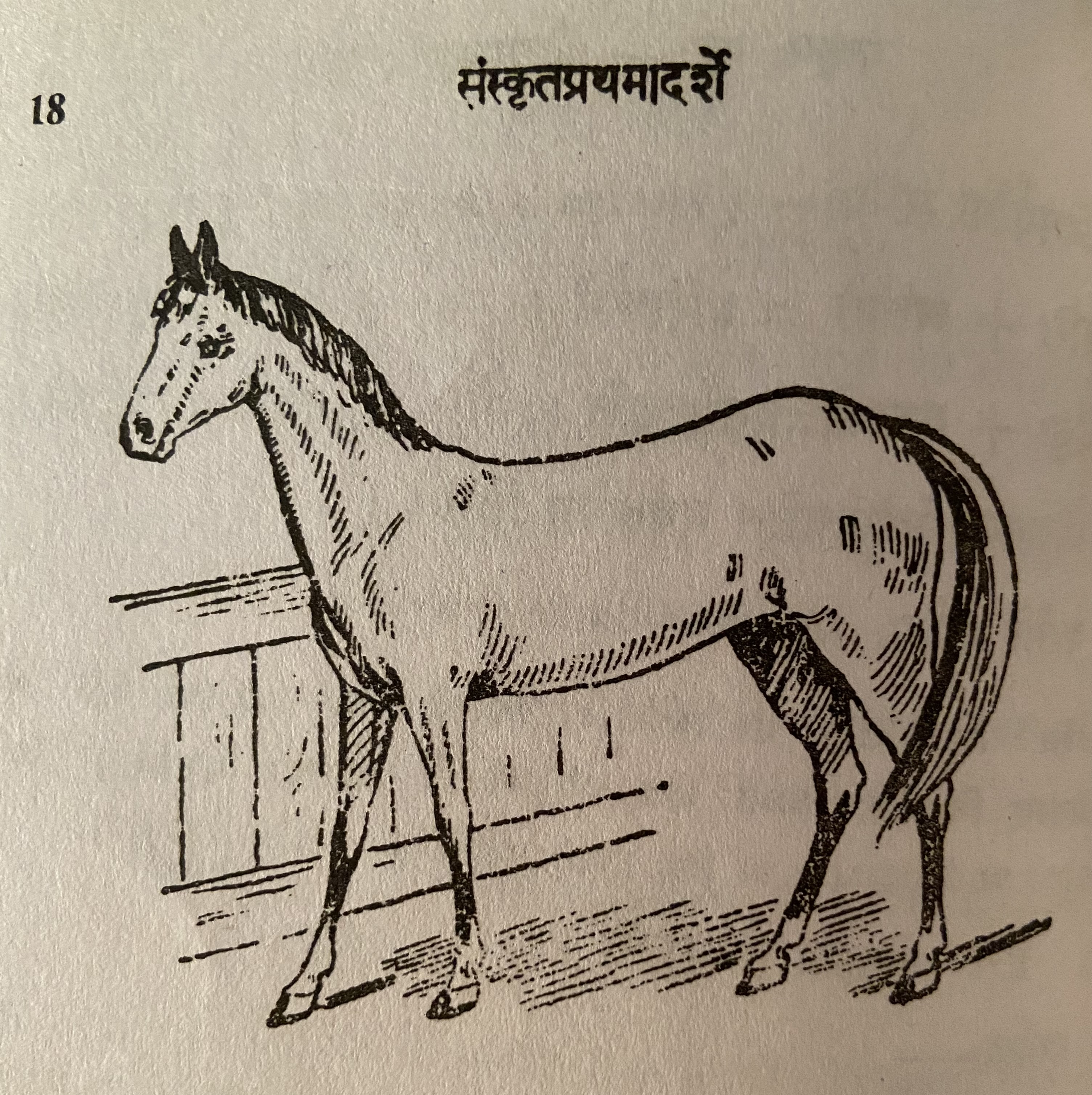 Picture of a horse