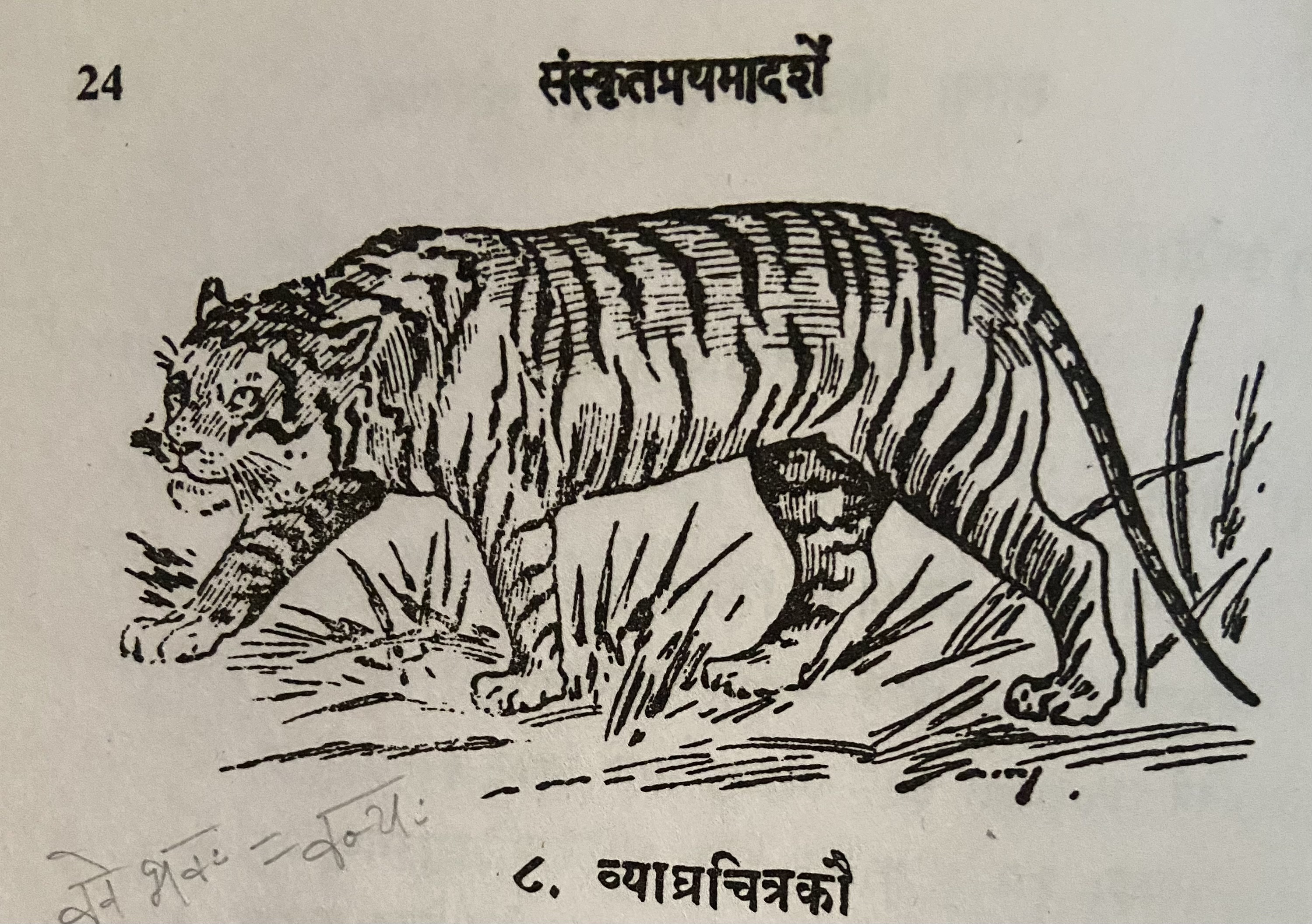 Picture of a tiger
