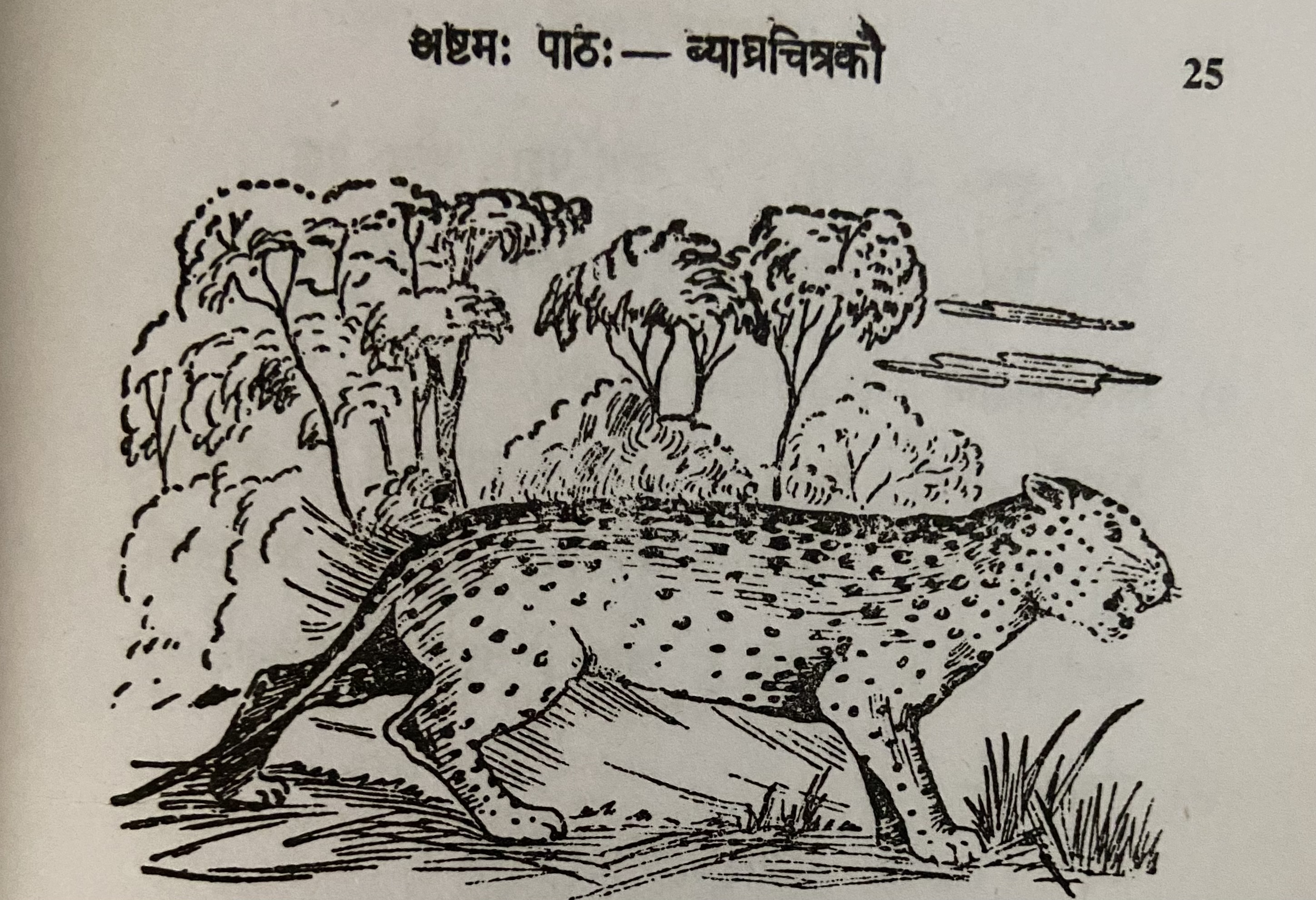 Picture of a cheetah